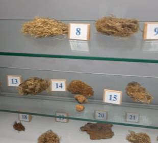 Natur- und Jagdmuseum