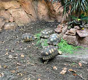 Aquazoo Löbbecke Museum Düsseldorf