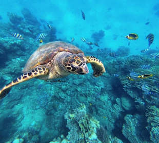 Schnorcheln mit Schildkröten in Ägypten