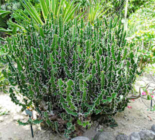 Rundgang durch den Jardin d´Eden