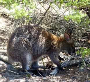 Wallaby