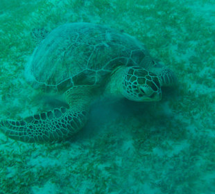 Blue Reef Red Sea Resort