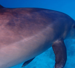 Einmalie Erlebnisse mit Mo´s Delfinen