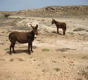 Boa Vista Tour: Esel Anton & seine Gefährten