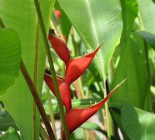 Jardín de Aclimatación de La Orotava