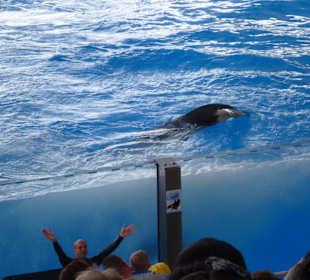 Orca Ocean Show