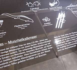 Staatliches Naturkunde Museum