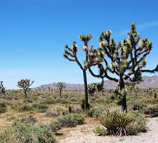 Joshua Tree Nationalpark