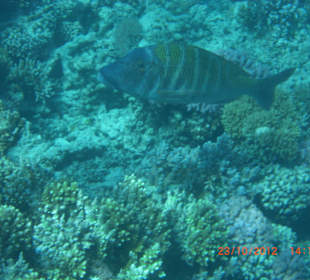 Подводный мир возле отеля