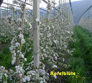 Apfelblüte