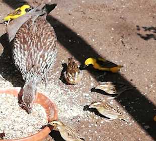 Wir stibitzen mal - Spatzen