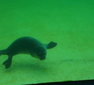 Seehundstation Norddeich in Norden