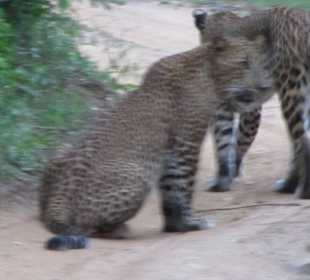 Yala Nationalpark - Leoparden