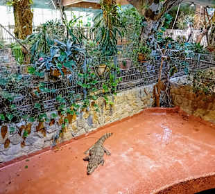 Krokodile