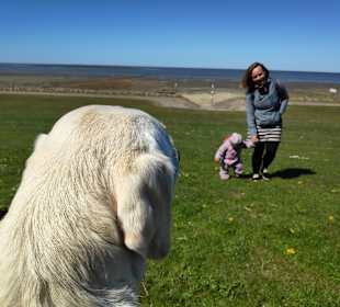 Strand Friedrichskoog