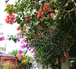 Stadtrundgang Tortuguero