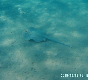 Schnorcheln Hurghada