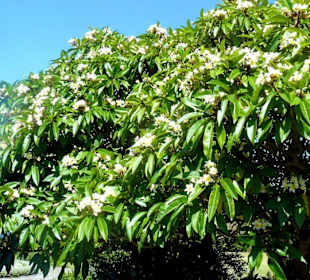 Royal Botanic Gardens