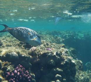 Unterwasserwelt Coraya Bay