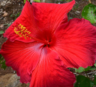 Fauna im Botanischen Garten von Pamplemousse