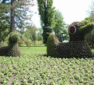 Остров цветов, фигуры