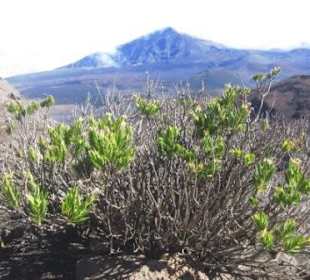 Eine der wenigen Pflanzen, die hier überleben