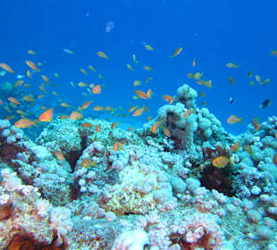 RMS (Rotes Meer Standard) 