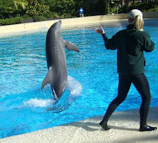 Training mit Delfinen