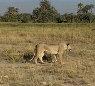 Löwe vor den Palmen