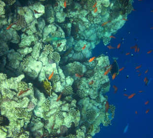 Am Steg Hausriff Hotel Sea Life Resort