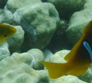 Schnorcheln Abu Dabbab