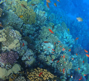 Schnorcheln Sahl Hasheesh