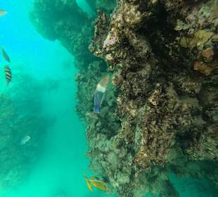 Schnorcheln Marsa Alam