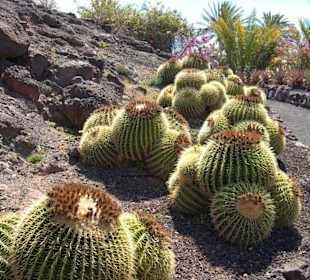 Cactus Garden Oasis Park
