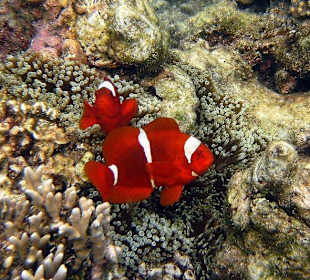 Hausriff Onong Resort Siladen