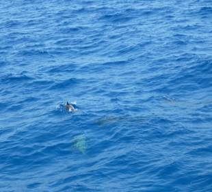 Delphinschwimmen mit Delfine & Meer Hurghada