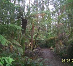 Sherbrooke Forest