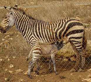 auf Safari