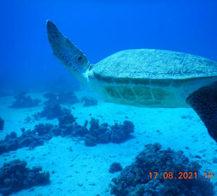 Schnorcheln Soma Bay