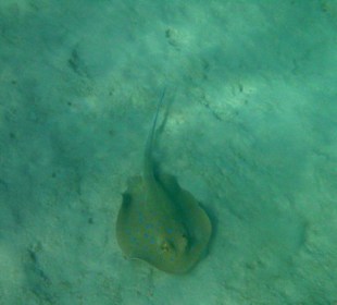 Blaupunktrochen im Hausriff (Innen)