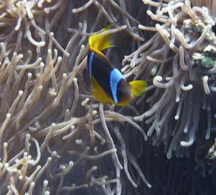 Clown Fisch