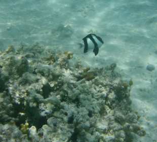 Schöne Unterwasserwelt