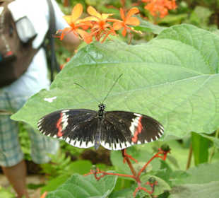 Schmetterling