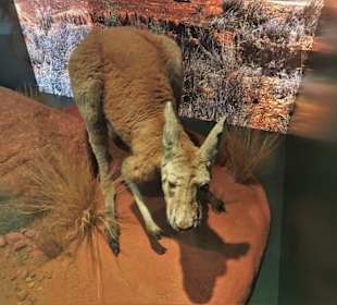 Rundgang durch das Übersee-Museum in Bremen