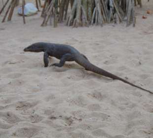 Jungle Beach Bar in Ahungalla