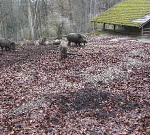 Wildpark Eichert