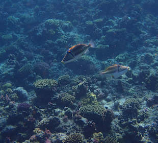 Schnorcheln Marsa Alam