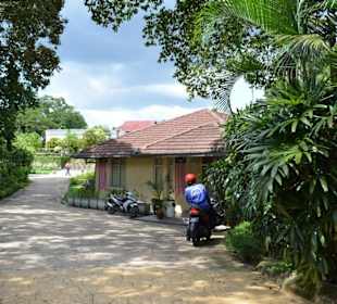 Hibiscus Garten
