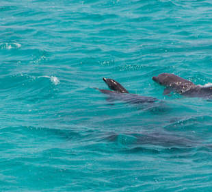 Delfinausflug