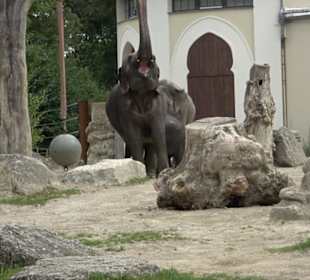 Tierpark Hellabrunn - Reich der Elefanten